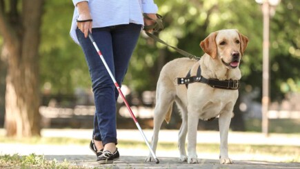 Artigos - Melhores práticas para comprar um cão-guia por meio de uma campanha de arrecadação de fundos