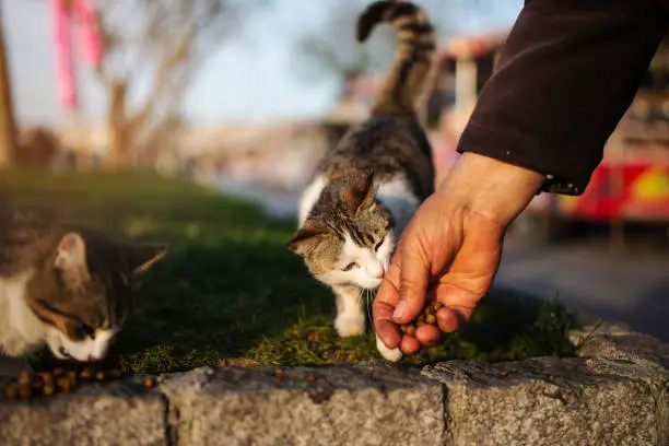 Artikuj - Qentë dhe macet e pastrehë kanë nevojë për ne! 6 arsye për të dhuruar për fushatat e kafshëve të pastreha!