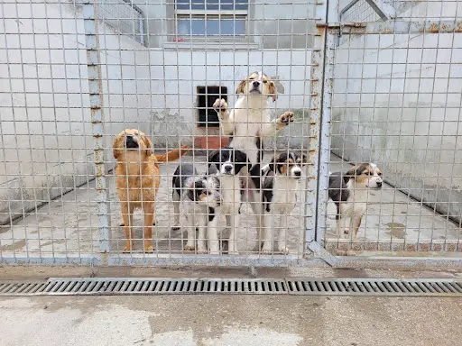 Articles - Quelles sont les différences entre un refuge pour chiens privé et un refuge public