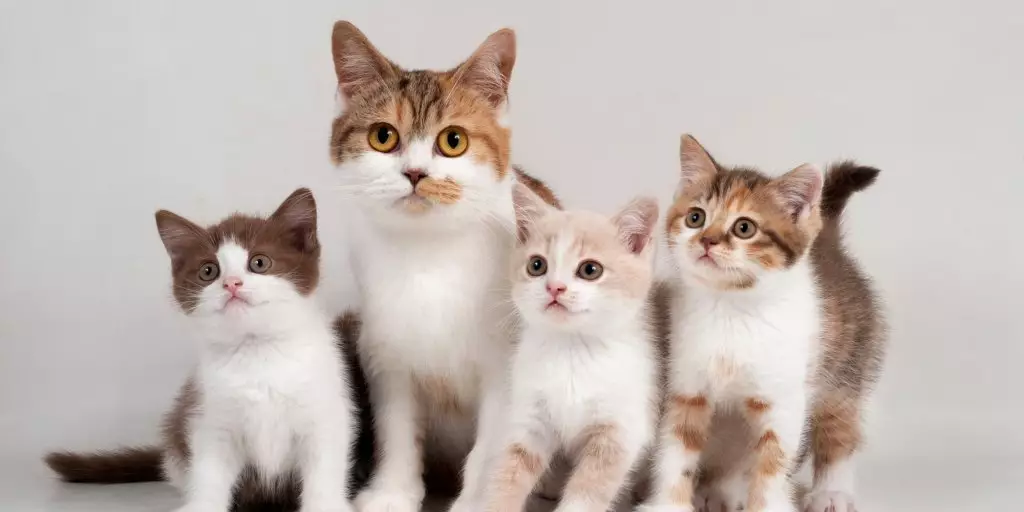 Nesne - Kedi bakımının maliyeti kediler için kitlesel fonlamadır.