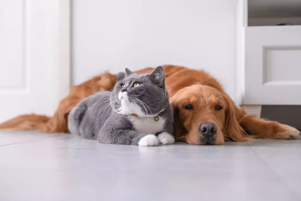 Artikuj - Ndihmoni kafshën tuaj me udhëzuesin përfundimtar për mbledhjen e fondeve për kafshët shtëpiake