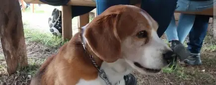Ayuda a mi beagle Sam