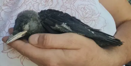 Спаси Криле - Помощ за дивите птици
