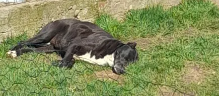 Un sprijin pt operatia lui Maya