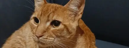 ayuda a darle una calidad de vida a mi gato niño
