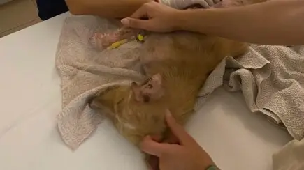 ПОМОЩ ЗА КУЧЕНЦЕТО БЕЛА