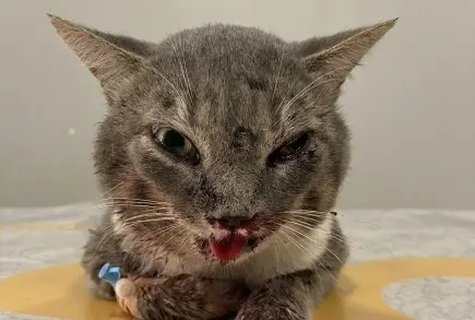 Да върнем Сивчо към живота