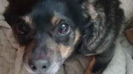 Моля Ви, помогнете на Бъки да оздравее